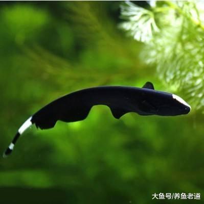 想要在鱼缸里饲养一条午夜幽灵，那就是魔鬼刀鱼！