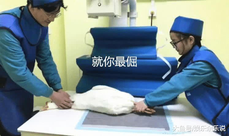 女子养的宠物鸭状态不对，以为生病了，看到X光片后，直接傻眼了