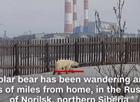 就为几块肉枪杀北极熊并任由其腐烂……被判1年徒刑和10万美元