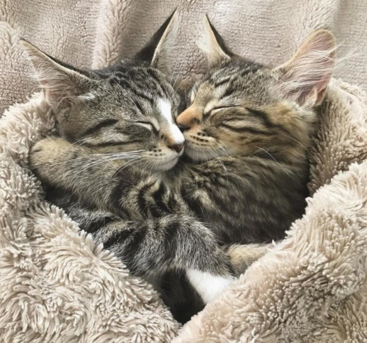 小猫有个好兄弟，受伤时全靠兄弟帮忙，被收养时还不忘把兄弟捎上