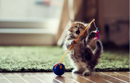 若猫咪做出这些行为，说明它很讨厌你，主人要注意了