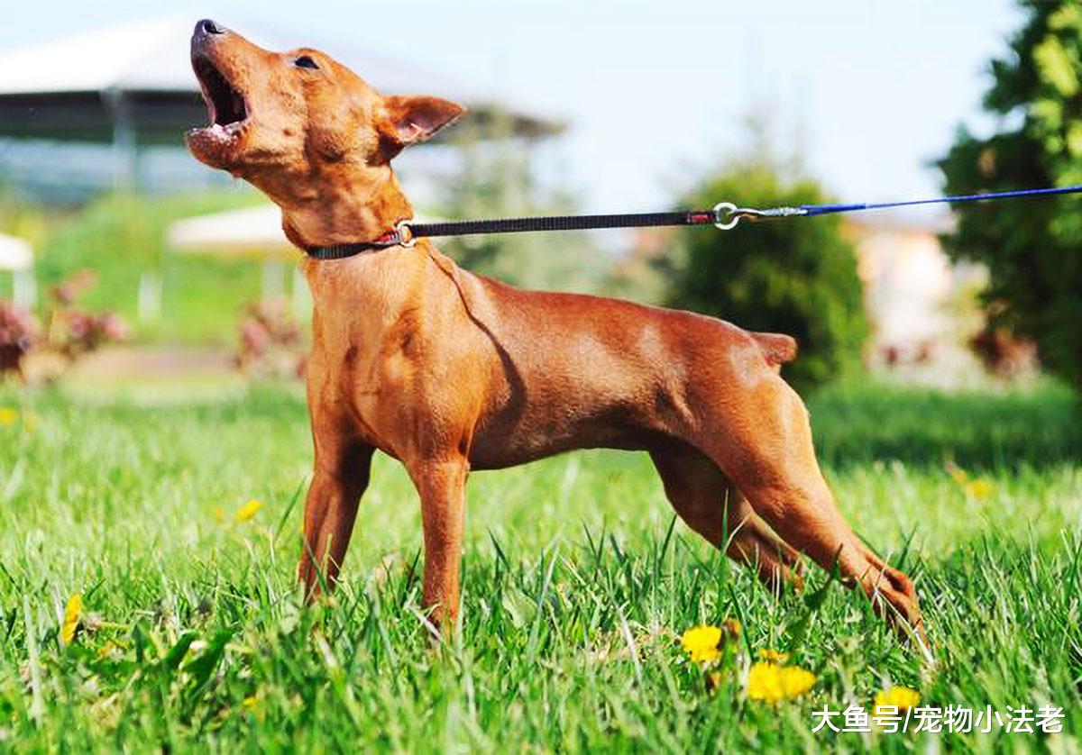 都说“咬人的狗不会叫，乱叫的狗不咬人”？不要再被蒙在鼓里了！