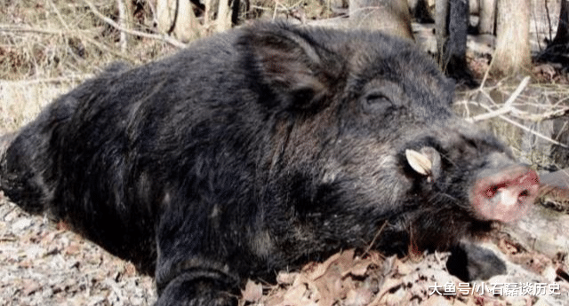 毒蛇@猪是蛇的克星？人们印象中蠢笨无比的猪，为何却不惧怕毒蛇？