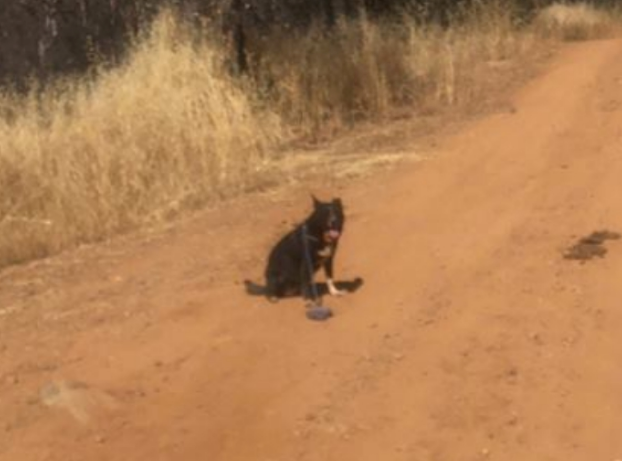 狗狗坐在路中间拦住司机，本以为它想要食物，可它却救了主人一命