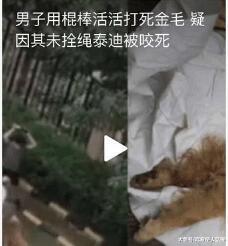 打死金毛的男子求网友放过，地狱空荡荡，恶魔在人间！