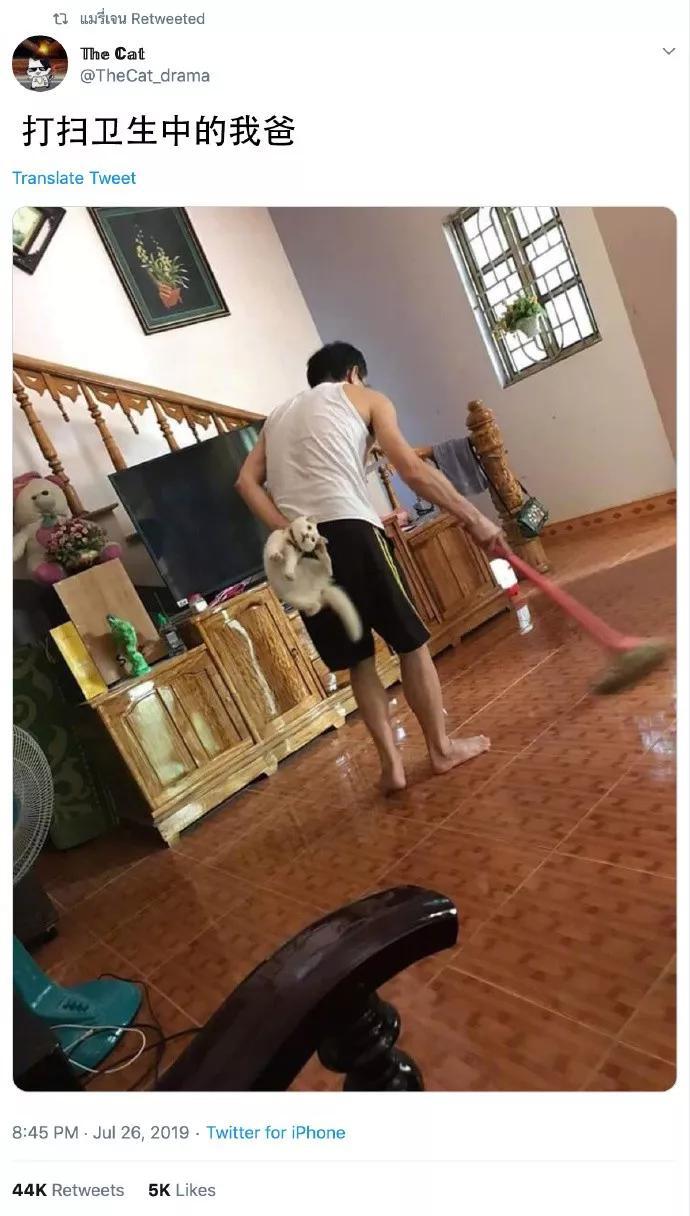 流浪猫把小猫叼给了我，一看脸我懵了