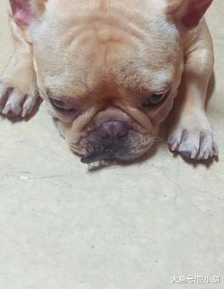 法斗出门一趟，嘴边的肉肉就被一只甲虫夹住，你这是要养宠物吗