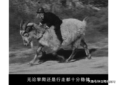 山羊这种生物，当真是牛bility！