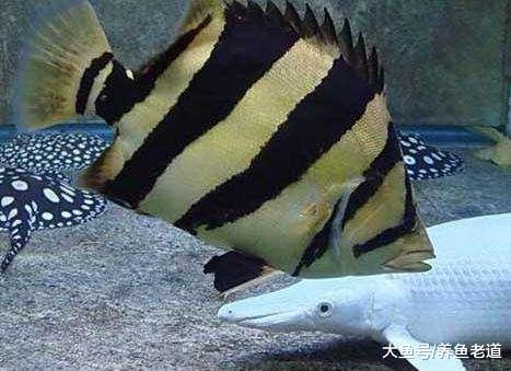 遇到观赏鱼出现食欲不振的排查方法是这样的，并不一定都是肠炎