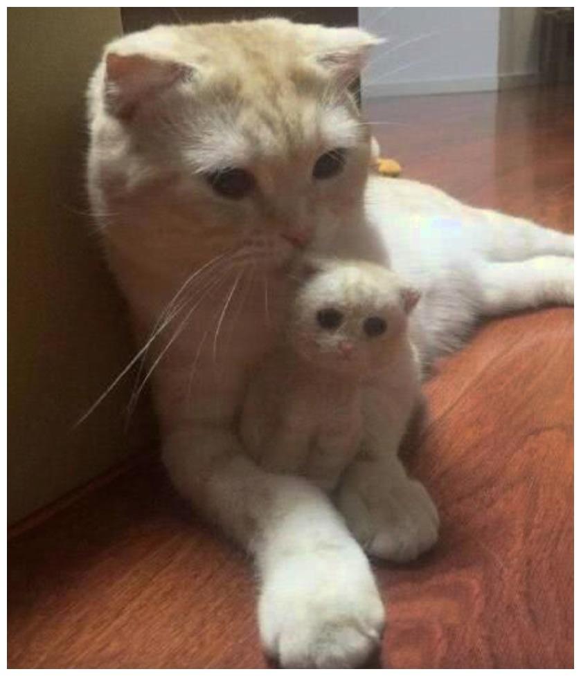主人用猫毛定制手办, 猫咪一看成品怀疑自己: 我没私生子哈!