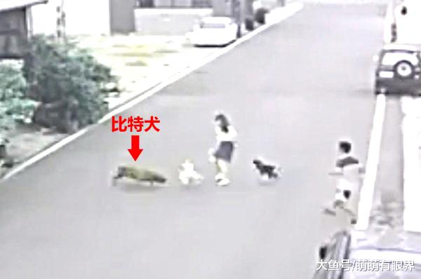 比特犬没牵绳没戴嘴套，忽然冲出狠咬大黄狗，大黄蛋蛋被咬碎，主人崩溃……