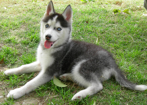 明明知道二哈喜欢拆家，为何还有这么多人愿意养？其实原因很简单