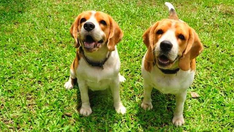 狗狗会咬人，都是主人纵容了这些习惯