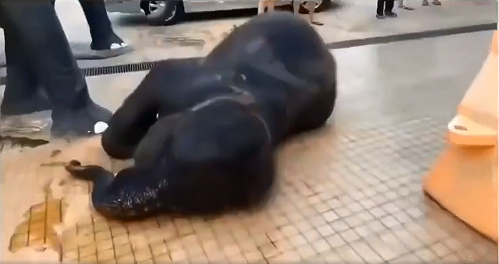 泪目！失去母亲的小象对着雕塑撒娇，那是记忆中妈妈的样子