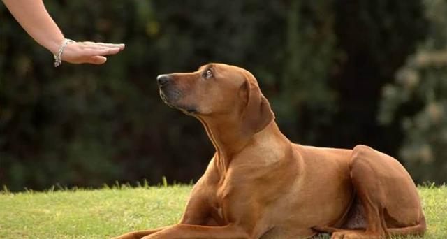 狗狗为什么会突然学狼叫? 原因有5点!