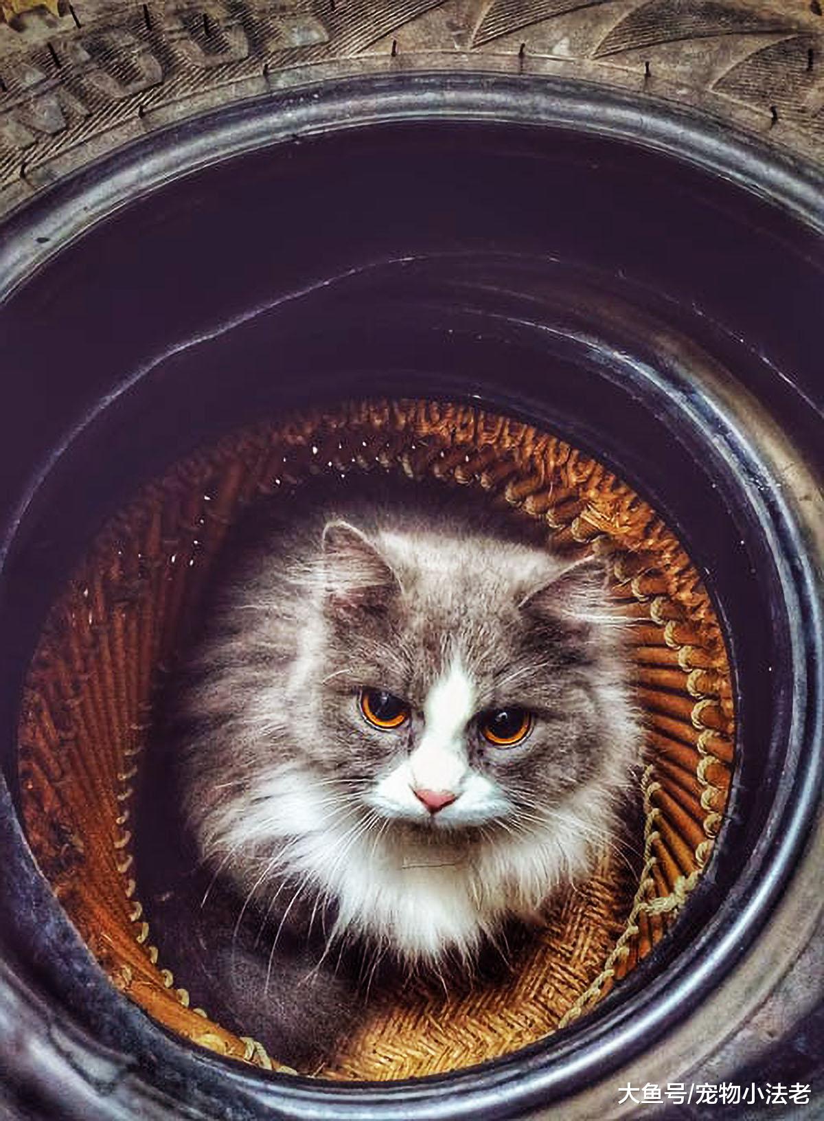 很多铲屎官认为让猫咪受冻，会让毛发变漂亮，这是真的吗？