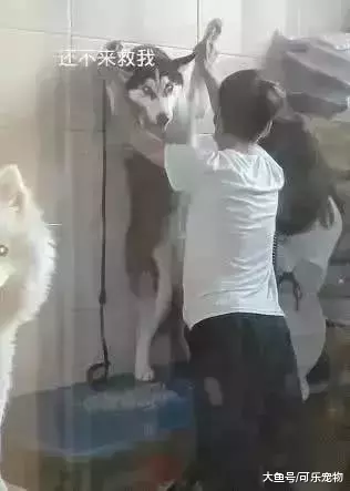 为了给哈士奇洗澡，二哈被主人“壁咚”，萨摩耶在一旁幸灾乐祸