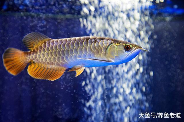 如果春節出遠門，魚缸里的觀賞魚最多可以多長時間不喂食？