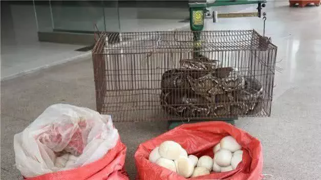 蟒蛇闯进农户家，吃了十只鸭子，产下32颗蛇蛋，蟒蛇胃口有多大