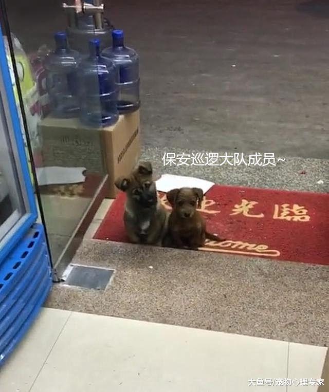店长无意中投喂一次流浪狗，隔天却有了惊喜：保安巡逻大队已成立