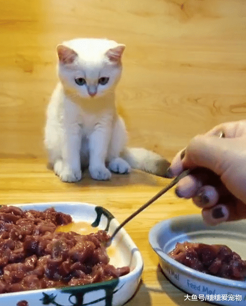 可爱喵看着主人分肉，目不转睛的看着主人的手：多分点再来两勺！