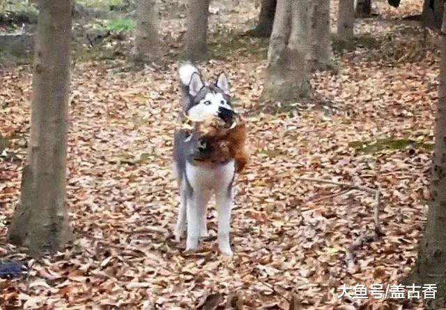 带着哈士奇回老家玩，它叼回来的东西让人崩溃，网友：一块炖了吧