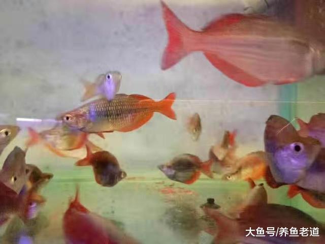 見過腌黃瓜吧，往魚缸里加鹽就是這個道理，到底怎么加好呢？