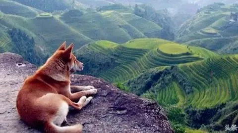 我国的纯种土狗还剩多少？外来品种入侵中华田园犬还有纯种的么？