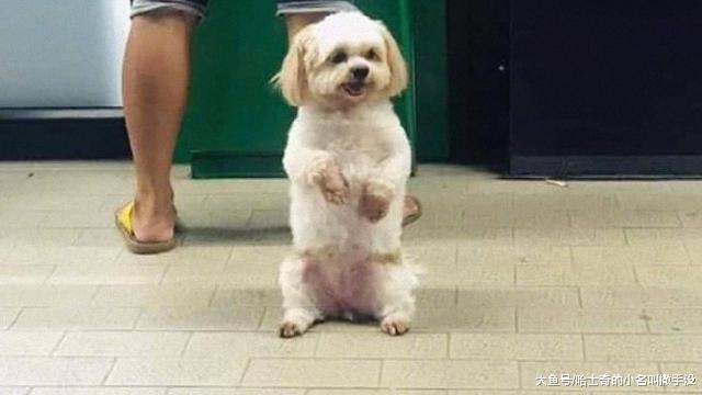 主人取钱，狗狗就站在后面当保镖，狗狗：别过来啊，我很凶的