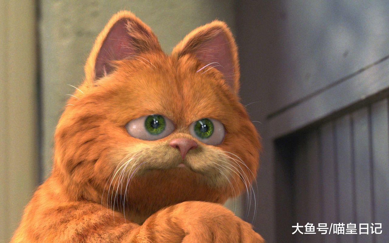 都说老年人适合养猫，可什么猫更适合老人呢？大橘又双上榜