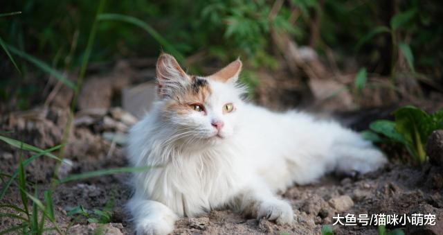 嫌弃流浪猫？如果没有流浪猫，人类将无法正常生活