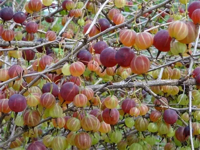此果当零食吃一把， 能治咽喉炎，口腔溃疡，谁吃谁好