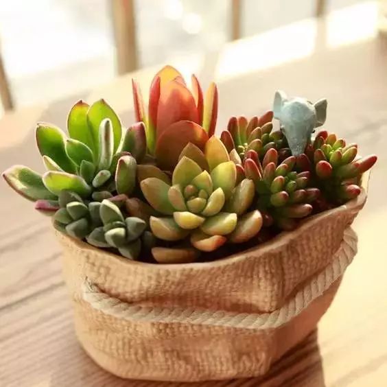 把小清新的印花搬到你家背景墙吧，这就叫美上墙了！