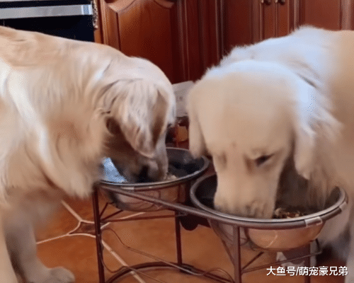 和狗狗玩游戏吃饭，却一直被主人欺骗，狗：给你个眼神，自己体会