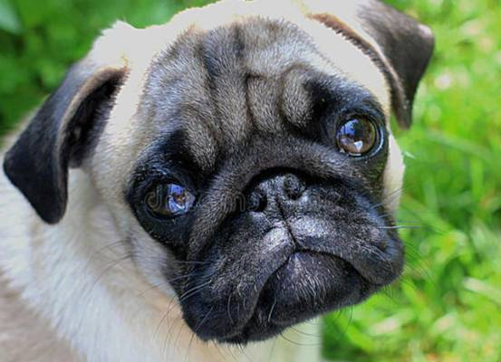 为何狗狗总爱发脾气？这些原因你都知道吗？