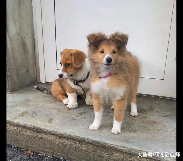 狗狗总是去招惹隔壁家狗，结果被教训后委屈坐在地上，眼神没谁了
