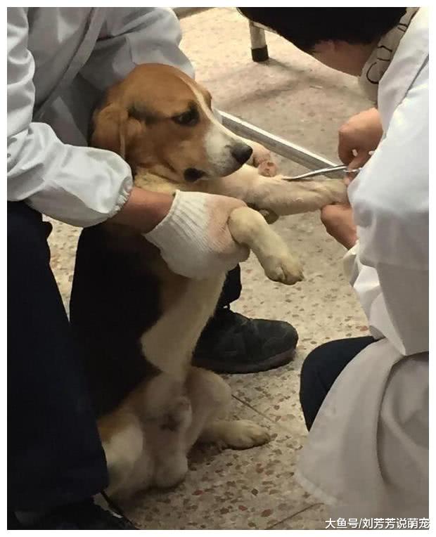 这种狗狗比流浪犬还惨，生下来就打针吃药，一辈子没被人爱过