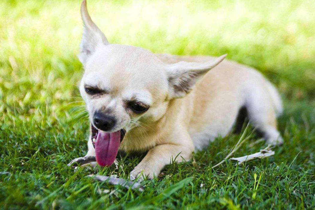 鲜粮好处多，让你的宠物爱上这种食粮！