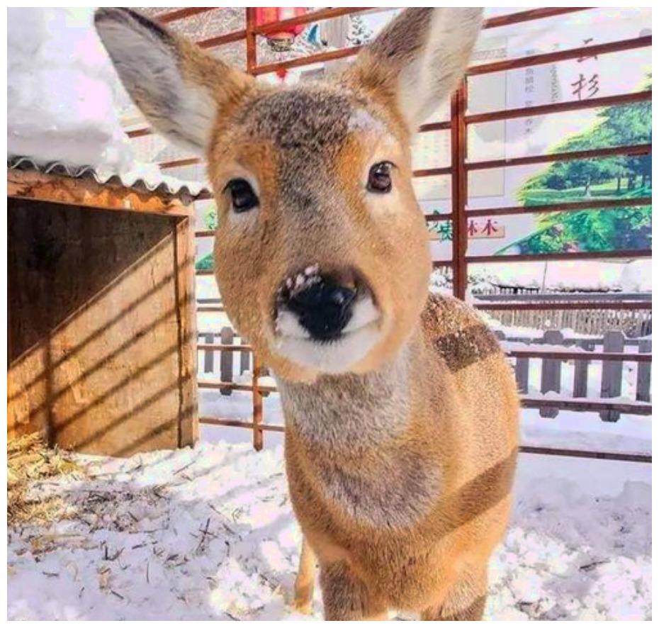 它被称为东北神兽, 屁股自带爱心, 眼神类似“你瞅啥”