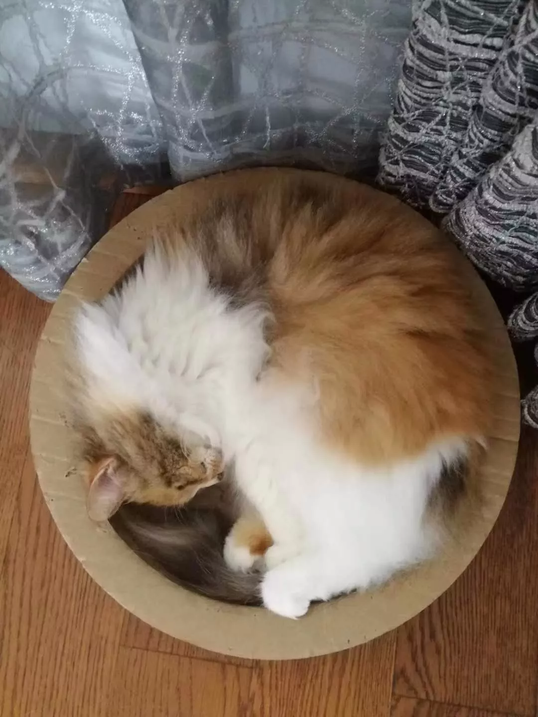 橘猫大摇大摆躺在车顶，对车主一屑不顾，还霸占车子打了大哈欠