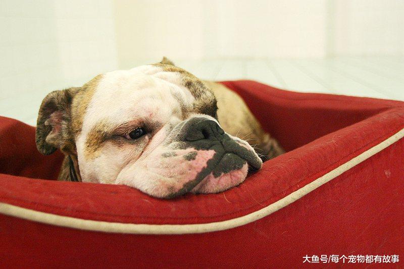 大家会给狗狗做绝育手术吗？绝育手术是利还是弊