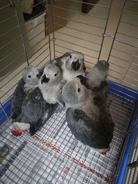 家庭饲养鹦鹉，千万不要冷落了鹦鹉，否则后果很严重