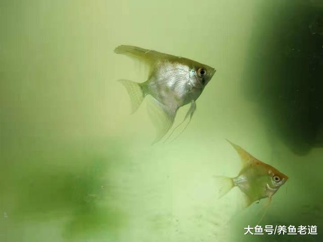 鱼缸水泛绿要警惕，有的对鱼无害，有的对鱼无益，应该如何处理？