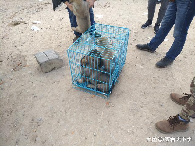 商贩狗市出售纯种昆明犬, 一只800元, 批发“六块”每只!