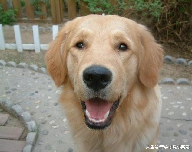 狗狗一直闻路边垃圾袋不走，主人好奇打开后，让人惊喜不已