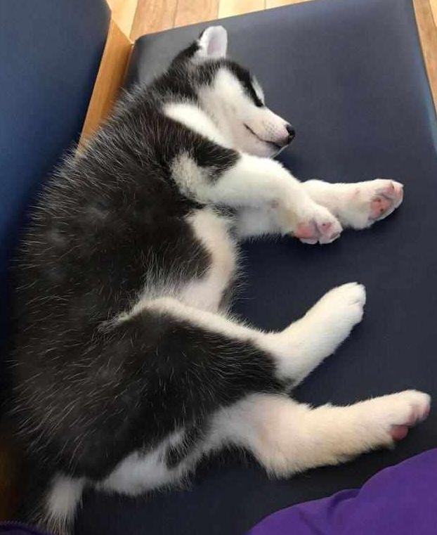 买只二哈送婆婆，半年之后回家探望，不料婆婆请我们吃铁锅炖二哈