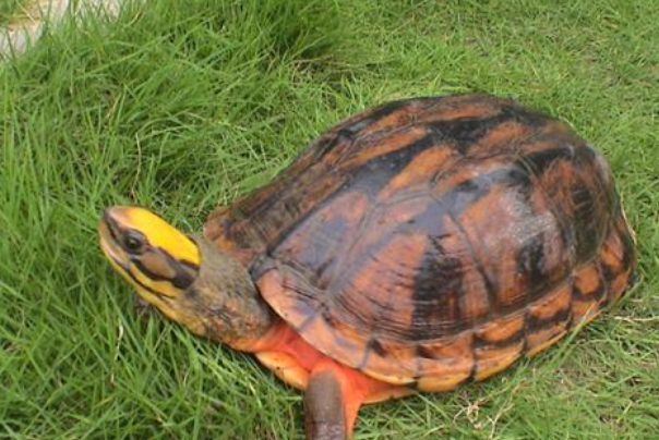 乌龟都是需要冬眠的，但是因为别的因素，导致乌龟醒来该怎么办？