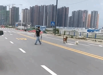 以狗治狗花样新，“流浪狗救助犬”在民间，狗狗又多了一个新职业