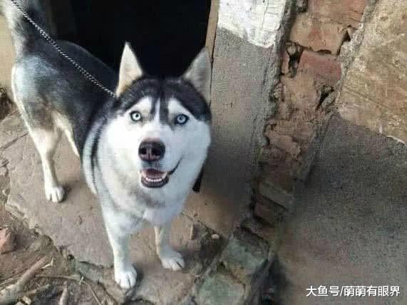 完犊子！二哈送回村被土狗大黄看上，生下爱情结晶“哈土奇”，长得土里土气的！