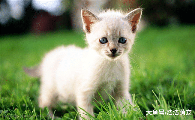 为什么很多人喜欢养猫? 全是原因下面4点, 看完你想养一只吗?